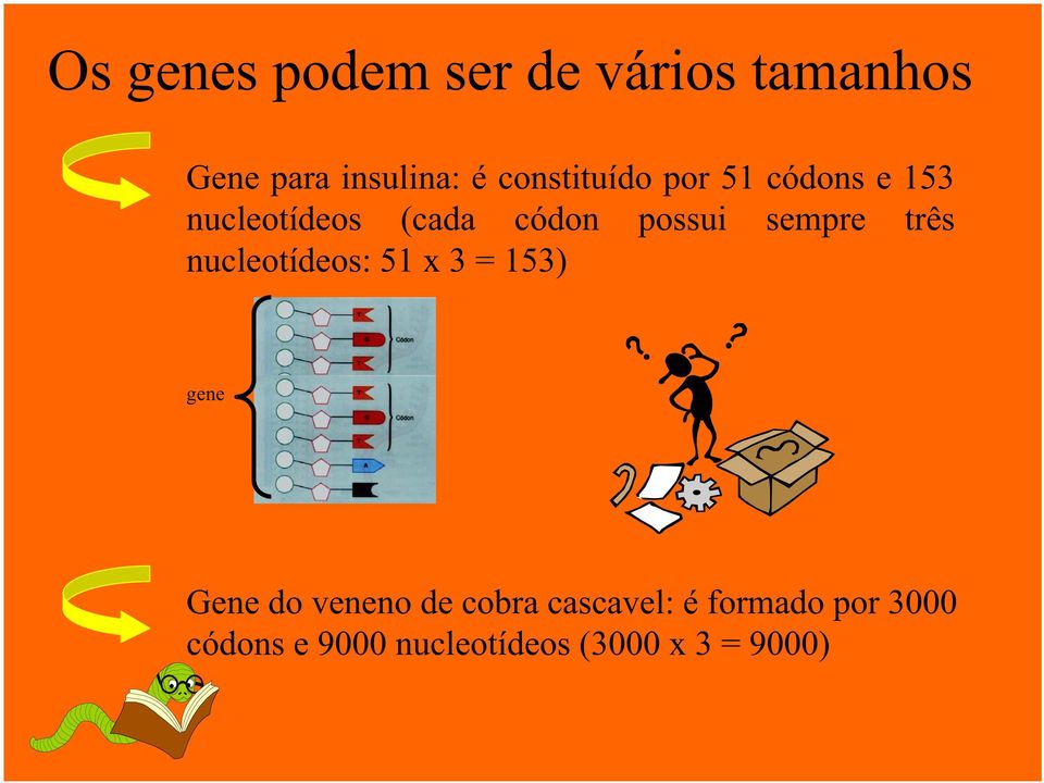 sempre três nucleotídeos: 51 x 3 = 153) gene Gene do veneno de