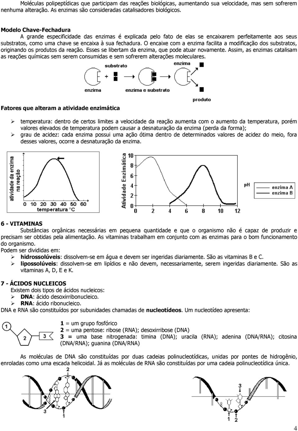 O encaixe com a enzima facilita a modificação dos substratos, originando os produtos da reação. Esses se libertam da enzima, que pode atuar novamente.