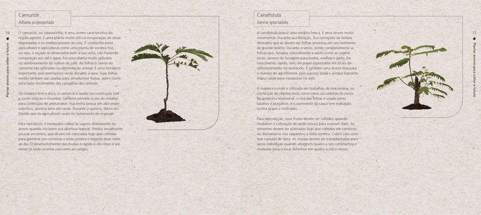 É conhecida pelos dourados que se abrem em folhas amarelas em um momento agricultores e agricultoras como uma planta de sombra fria, de grande beleza.