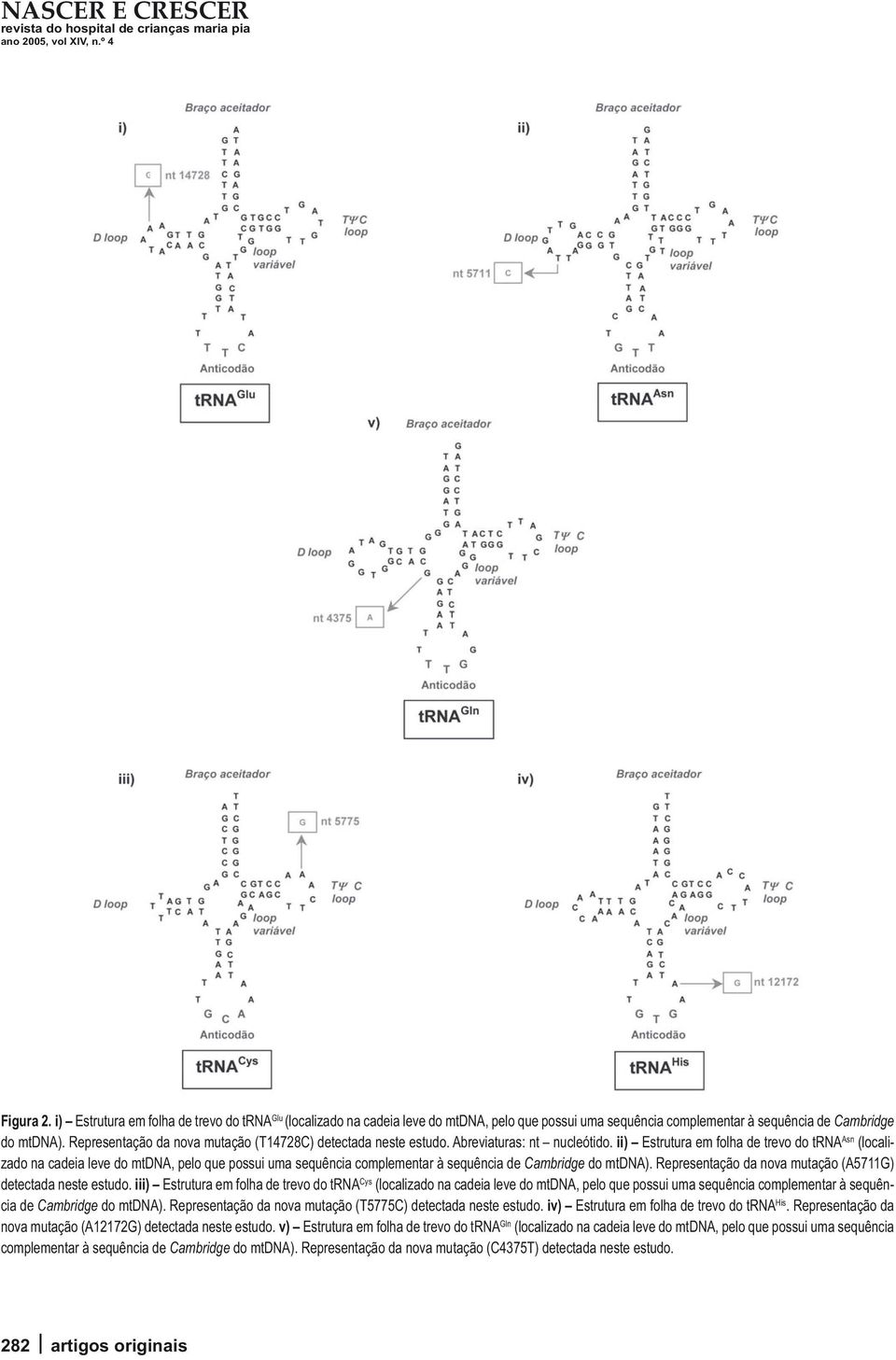 ii) Estrutura em folha de trevo do trna Asn (localizado na cadeia leve do mtdna, pelo que possui uma sequência complementar à sequência de Cambridge do mtdna).