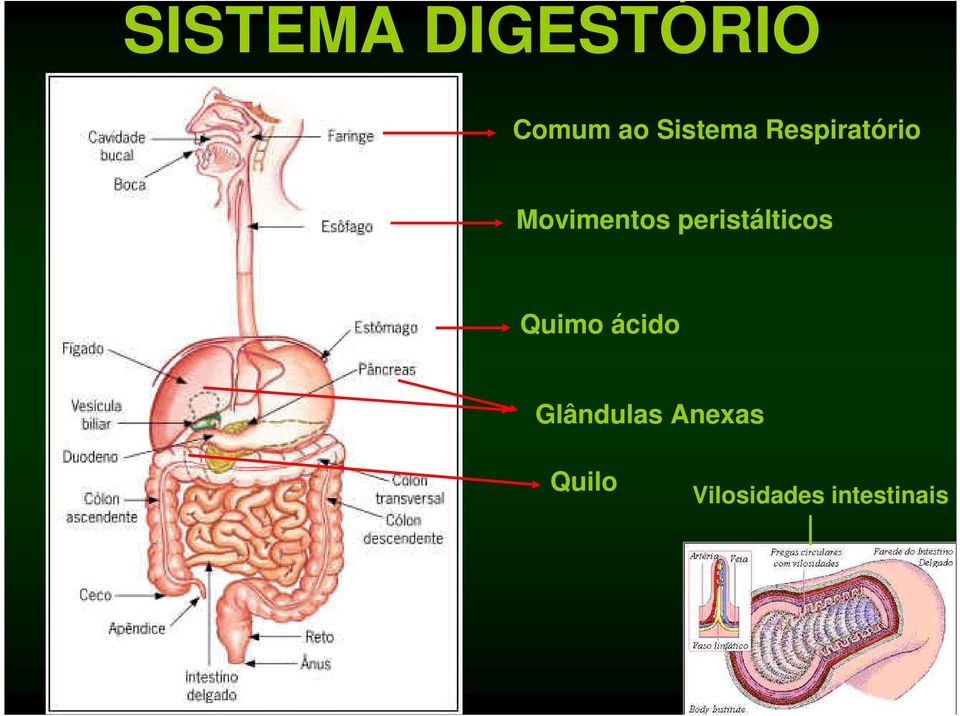 peristálticos Quimo ácido