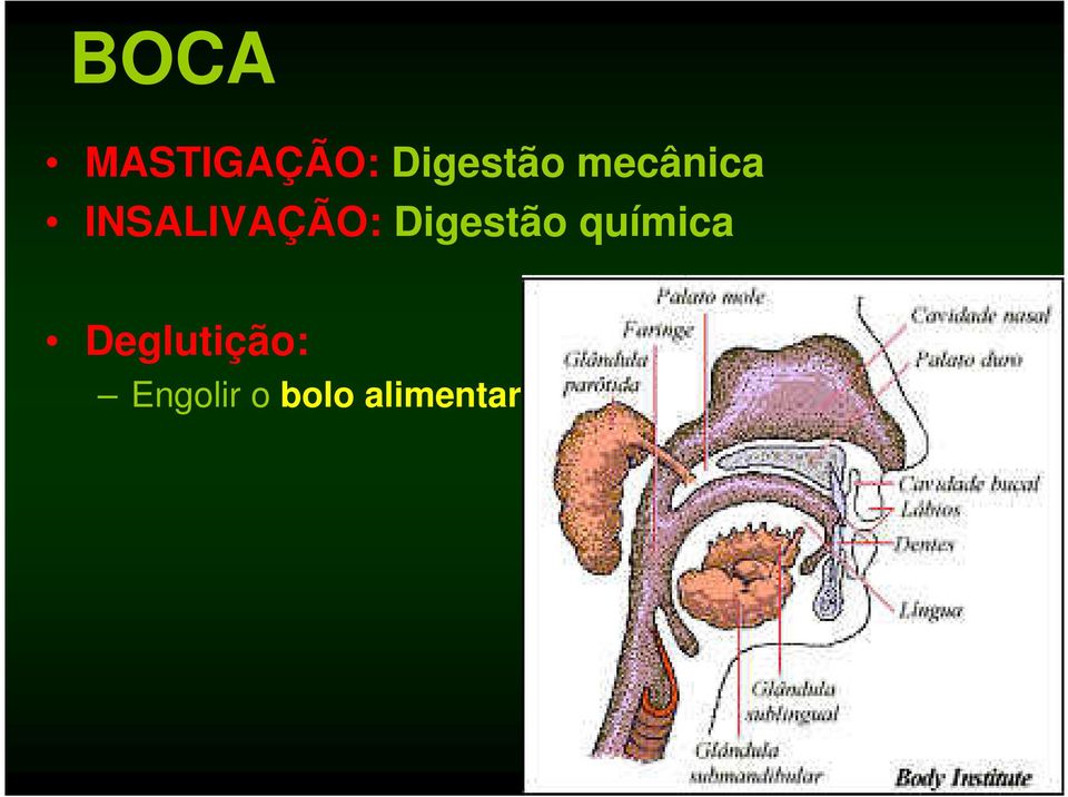 Digestão química