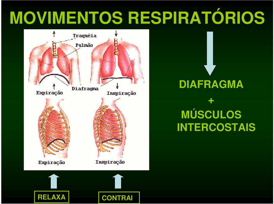 DIAFRAGMA +