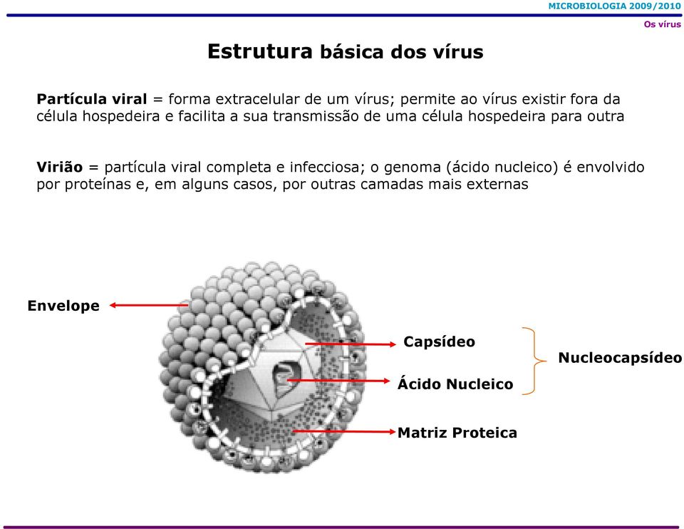 partícula viral completa e infecciosa; o genoma (ácido nucleico) é envolvido por proteínas e, em