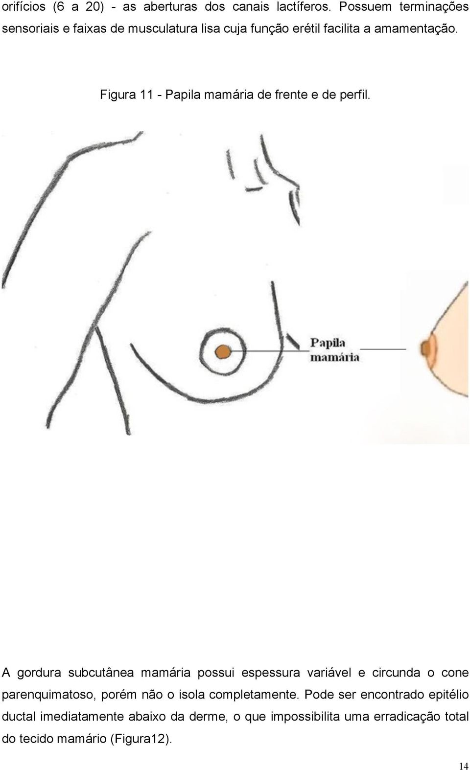 Figura 11 - Papila mamária de frente e de perfil.