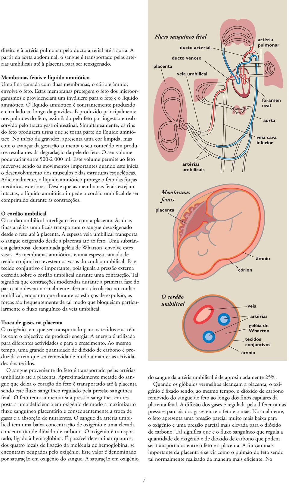 Estas membranas protegem o feto dos microorganismos e providenciam um invólucro para o feto e o líquido amniótico. O líquido amniótico é constantemente produzido e circulado ao longo da gravidez.