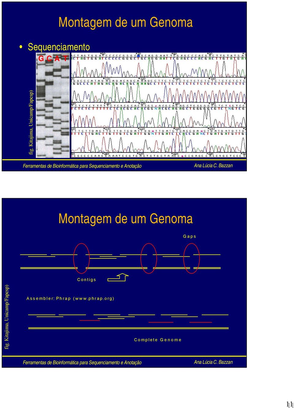 Gaps Contigs fig.