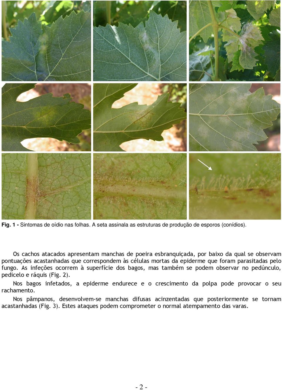 foram parasitadas pelo fungo. As infeções ocorrem à superfície dos bagos, mas também se podem observar no pedúnculo, pedicelo e ráquis (Fig. 2).