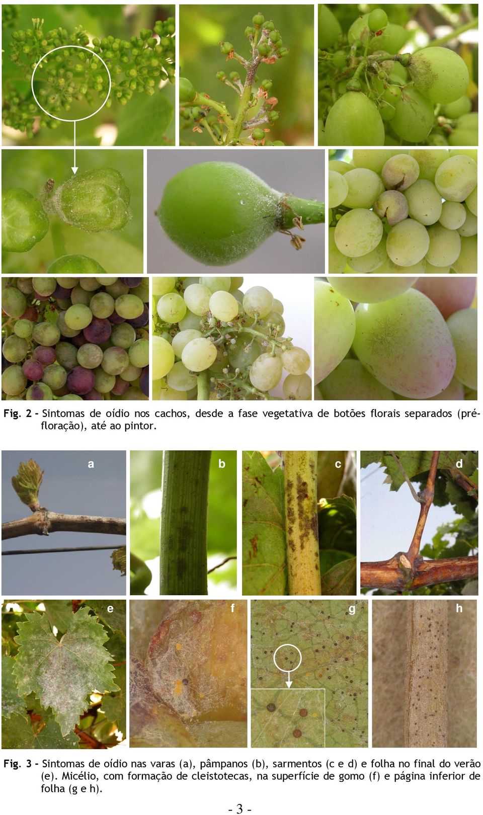 3 - Sintomas de oídio nas varas (a), pâmpanos (b), sarmentos (c e d) e folha no final