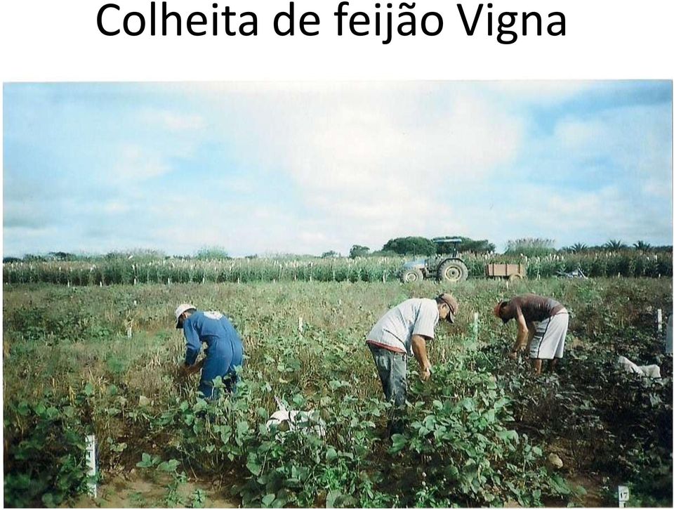 Vigna