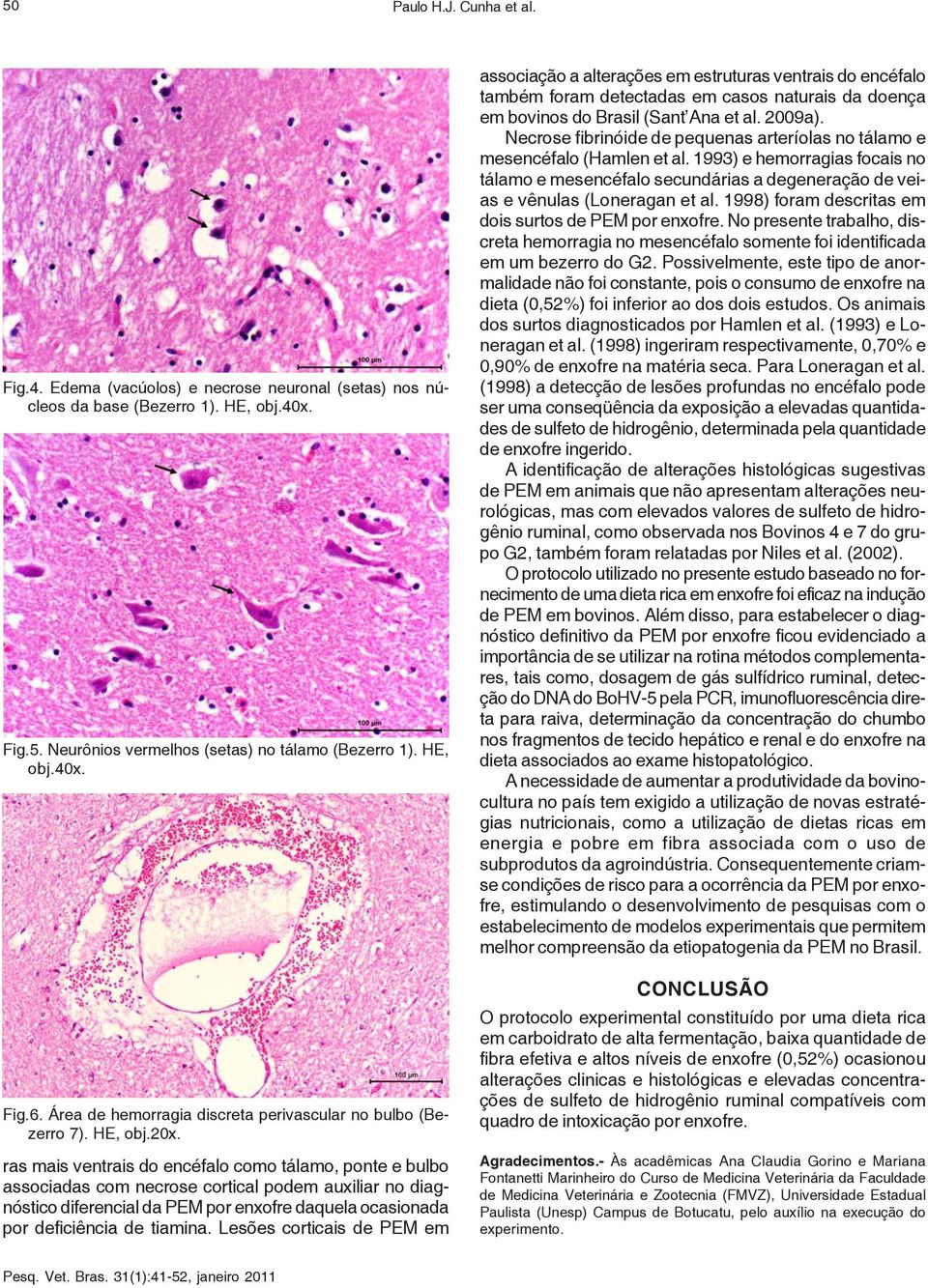 ras mais ventrais do encéfalo como tálamo, ponte e bulbo associadas com necrose cortical podem auxiliar no diagnóstico diferencial da PEM por enxofre daquela ocasionada por deficiência de tiamina.