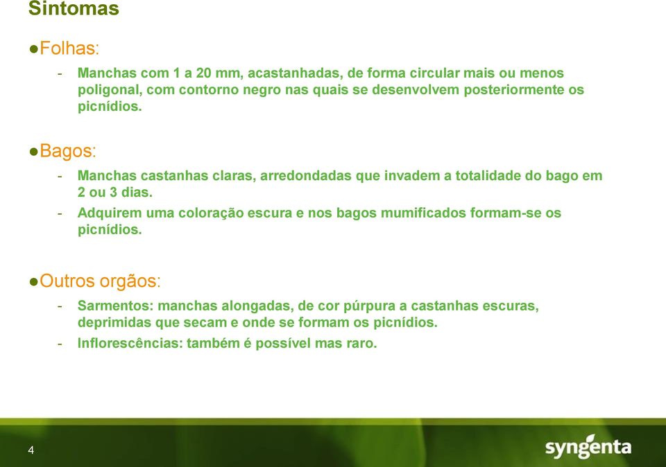 Bagos: - Manchas castanhas claras, arredondadas que invadem a totalidade do bago em 2 ou 3 dias.