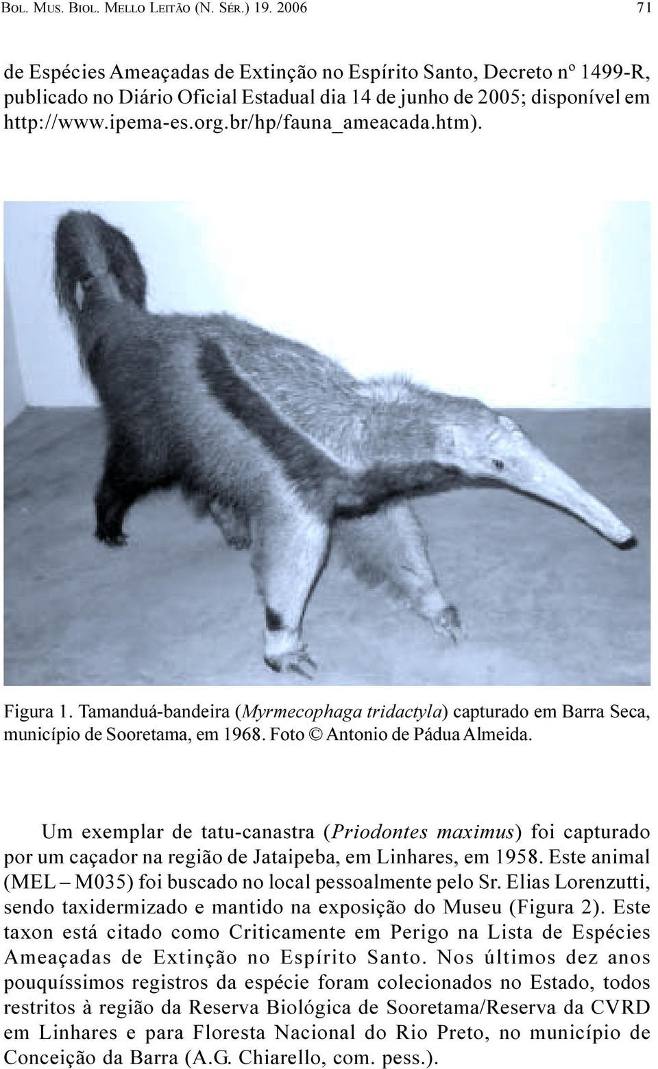 exemplar de tatu-canastra (Priodontes maximus) foi capturado por um caçador na região de Jataipeba, em Linhares, em 1958 Este animal (MEL M035) foi buscado no local pessoalmente pelo Sr Elias