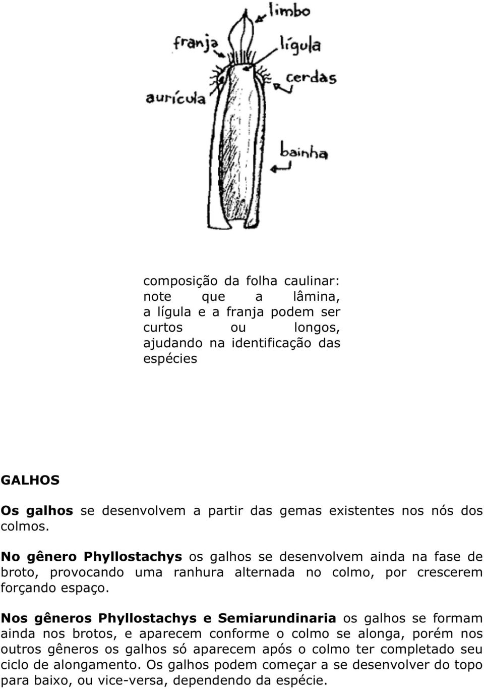 No gênero Phyllostachys os galhos se desenvolvem ainda na fase de broto, provocando uma ranhura alternada no colmo, por crescerem forçando espaço.