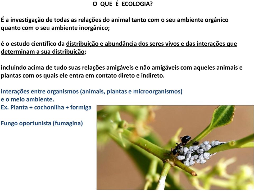 científico da distribuição e abundância dos seres vivos e das interações que determinam a sua distribuição; incluindo acima de tudo suas