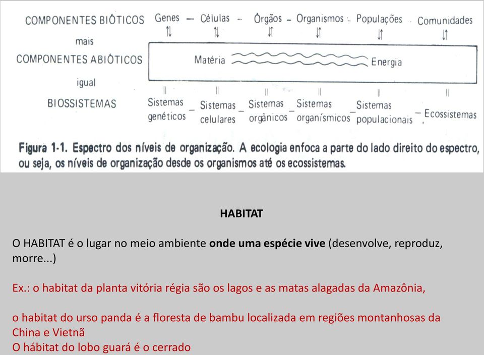 : o habitat da planta vitória régia são os lagos e as matas alagadas da