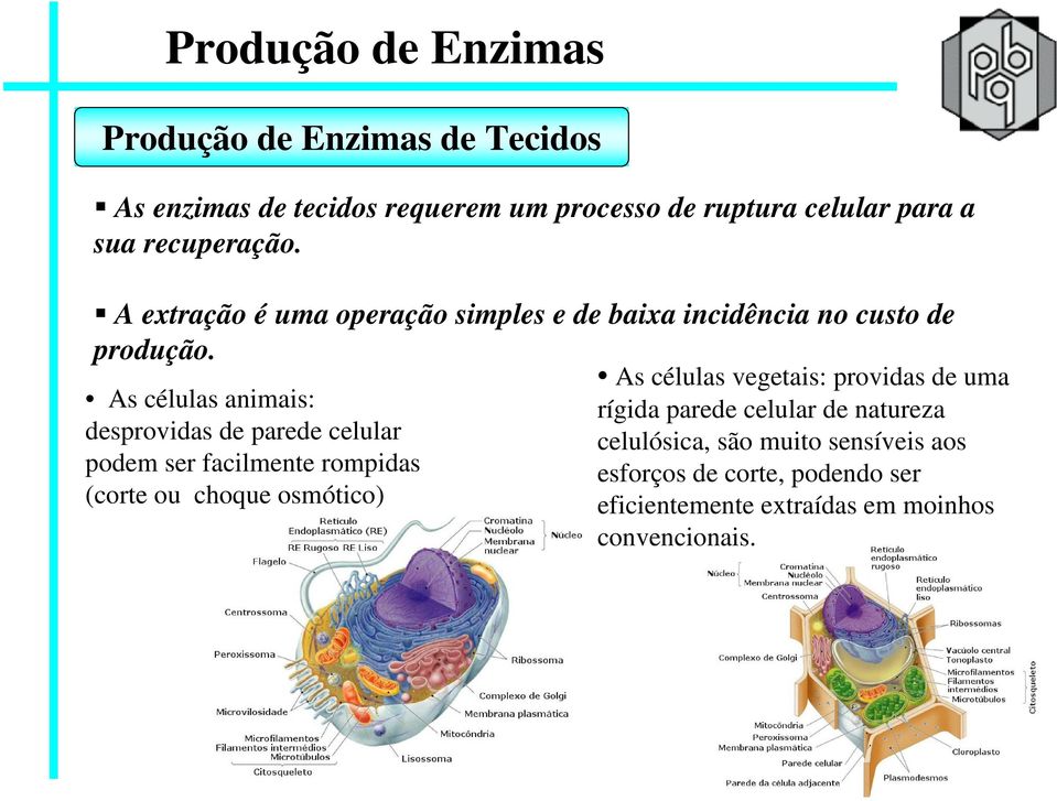 As células animais: desprovidas de parede celular podem ser facilmente rompidas (corte ou choque osmótico) As células