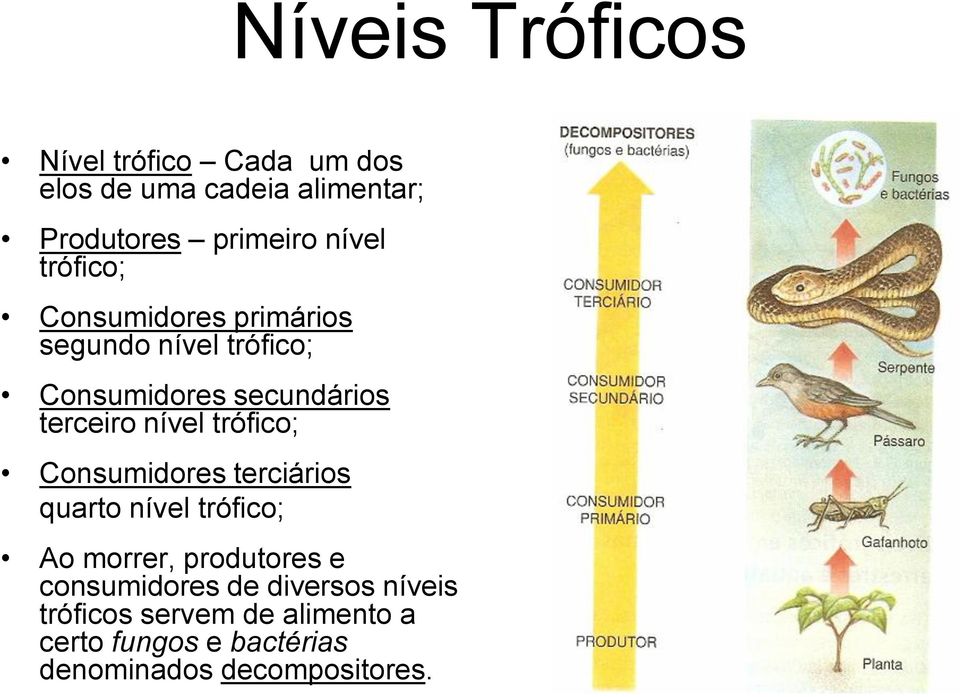 nível trófico; Consumidores terciários quarto nível trófico; Ao morrer, produtores e