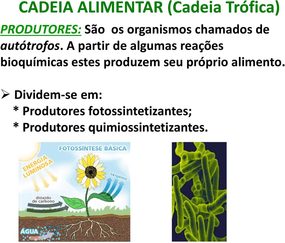 A partir de algumas reações bioquímicas estes produzem seu