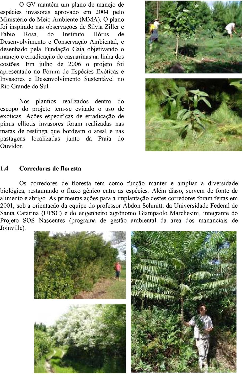 de casuarinas na linha dos costões. Em julho de 2006 o projeto foi apresentado no Fórum de Espécies Exóticas e Invasores e Desenvolvimento Sustentável no Rio Grande do Sul.