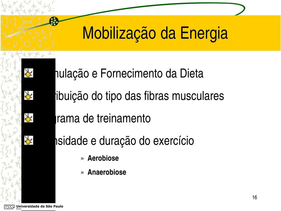 fibras musculares Programa de treinamento