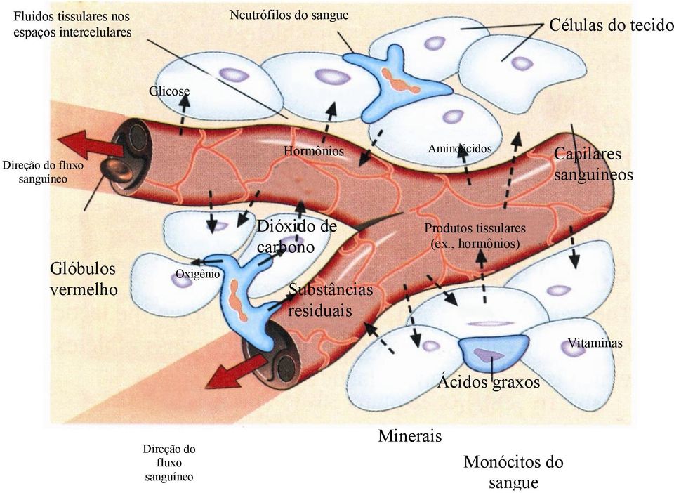 vermelho Oxigênio Dióxido de carbono Substâncias residuais Produtos tissulares (ex.