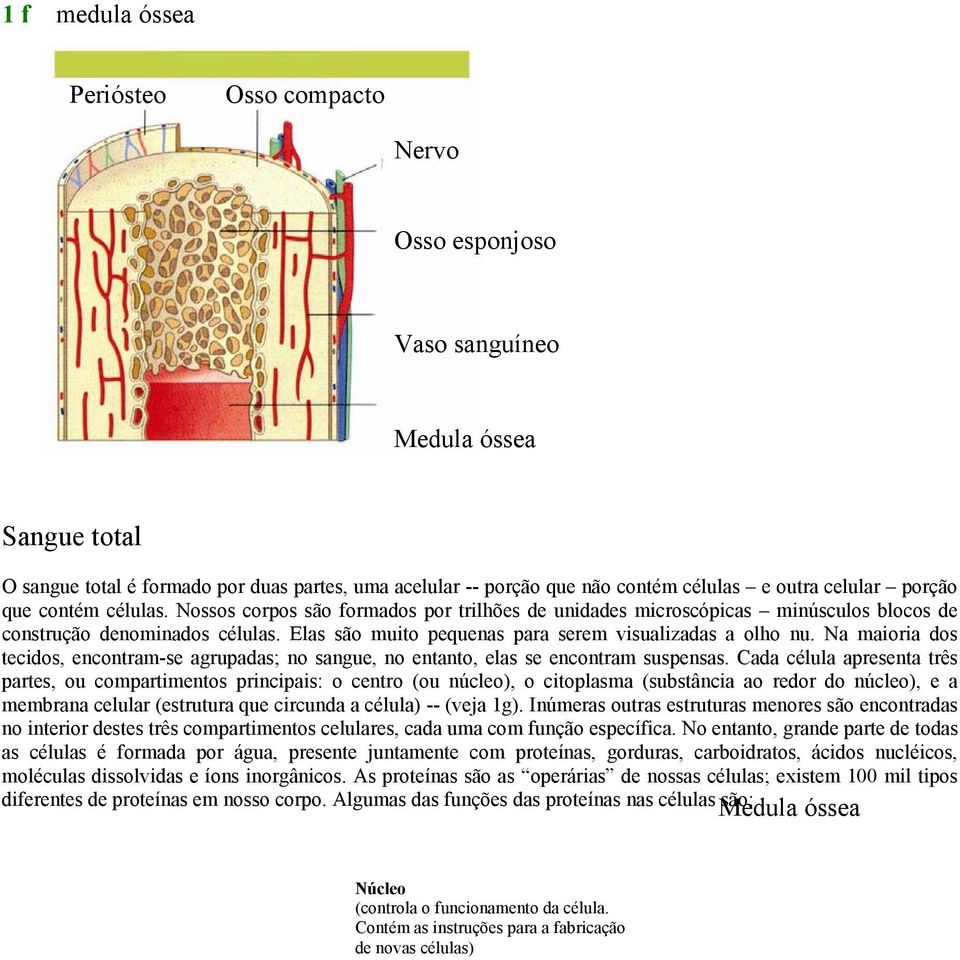 Elas são muito pequenas para serem visualizadas a olho nu. Na maioria dos tecidos, encontram-se agrupadas; no sangue, no entanto, elas se encontram suspensas.