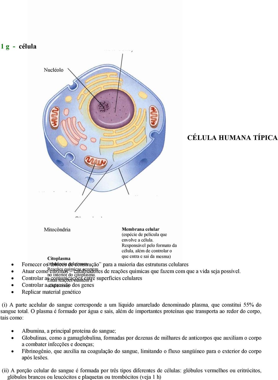 construção para a maioria das estruturas celulares Atuar como Reações enzimas químicas catalisadores ocorrem de reações químicas que fazem com que a vida seja possível. no interior do citoplasma.