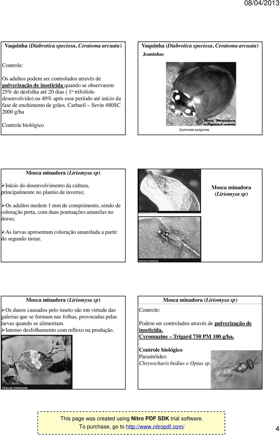 Carbaril Sevin 480SC 2000 g/ha Controle biológico Cycloneda sanguinea Início do desenvolvimento da cultura, principalmente no plantio de inverno; Mosca minadora (Liriomysa sp) Os adultos medem 1 mm