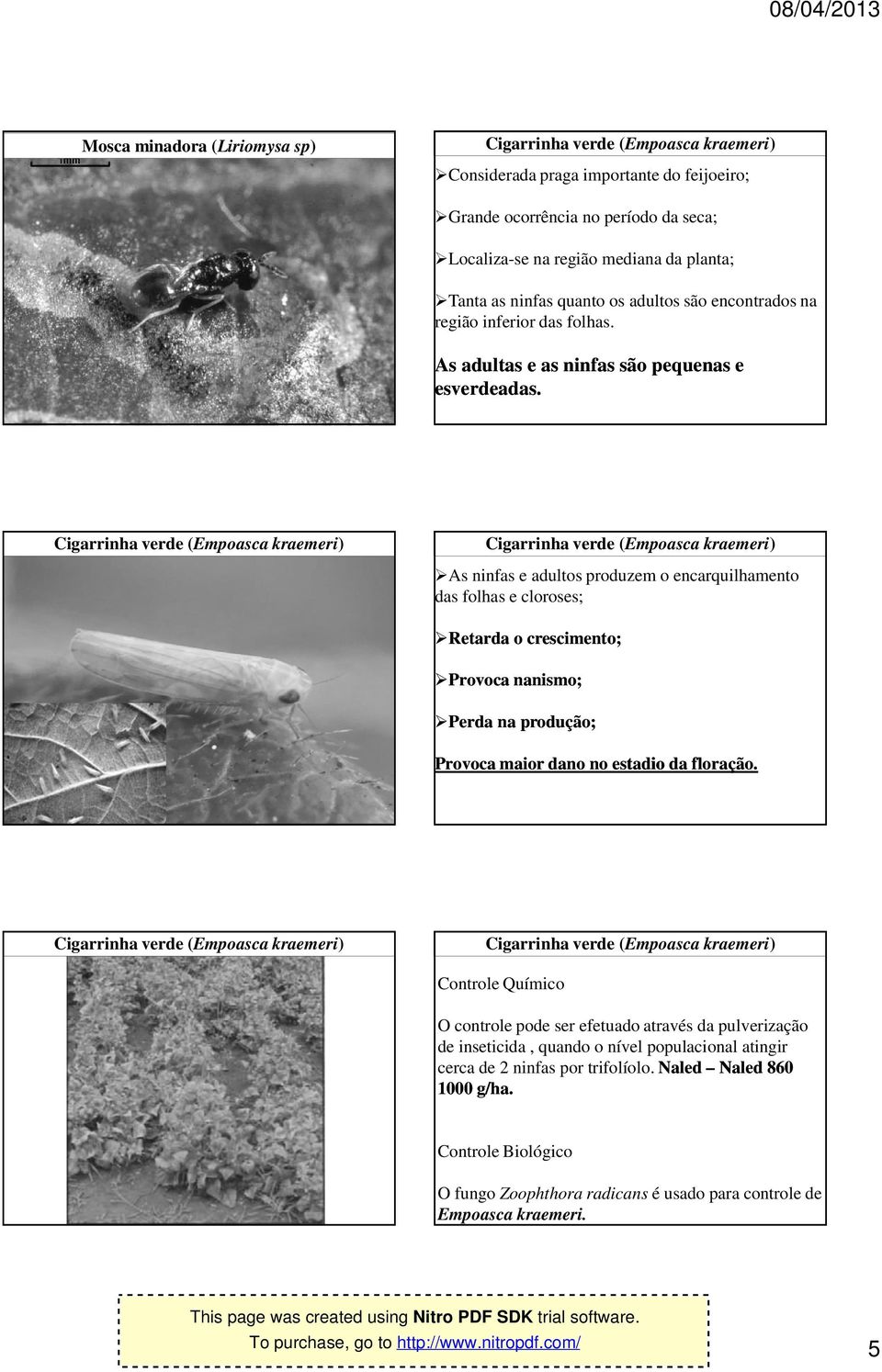 As ninfas e adultos produzem o encarquilhamento das folhas e cloroses; Retarda o crescimento; Provoca nanismo; Perda na produção; Provoca maior dano no estadio da floração.