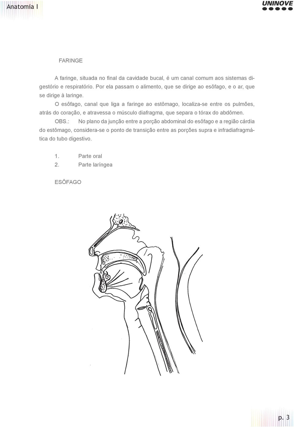 O esôfago, canal que liga a faringe ao estômago, localiza-se entre os pulmões, atrás do coração, e atravessa o músculo diafragma, que separa o