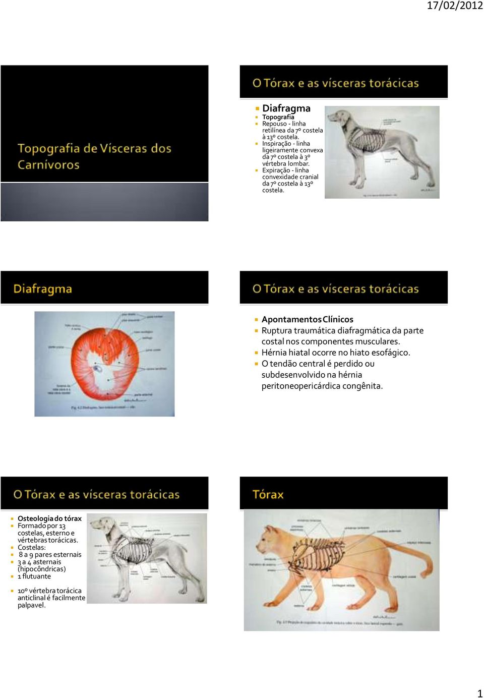 Apontamentos Clínicos Ruptura traumática diafragmática da parte costal nos componentes musculares. Hérnia hiatal ocorre no hiato esofágico.