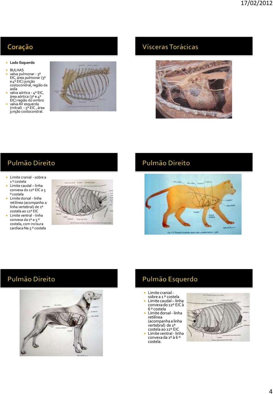 Limite cranial - sobre a 1 º costela Limite caudal linha convexa do 12º EIC a 5 º costela Limite dorsal - linha retilínea (acompanha a linha vertebral) de 1º costela ao 12º EIC Limite