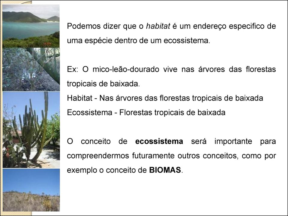 Habitat - Nas árvores das florestas tropicais de baixada Ecossistema - Florestas tropicais de