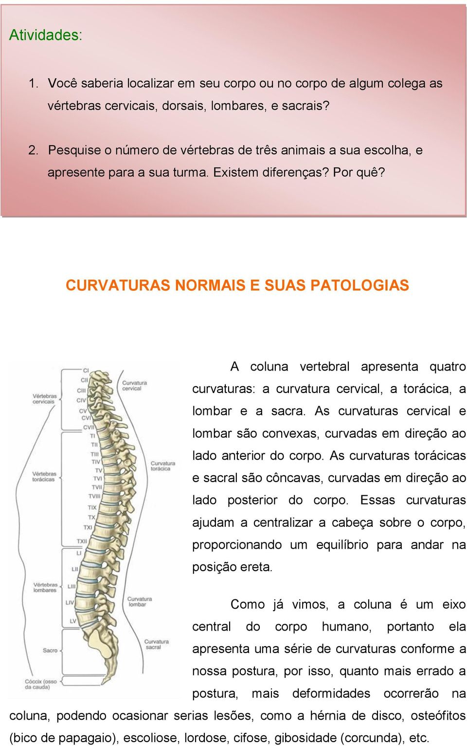 CURVATURAS NORMAIS E SUAS PATOLOGIAS A coluna vertebral apresenta quatro curvaturas: a curvatura cervical, a torácica, a lombar e a sacra.