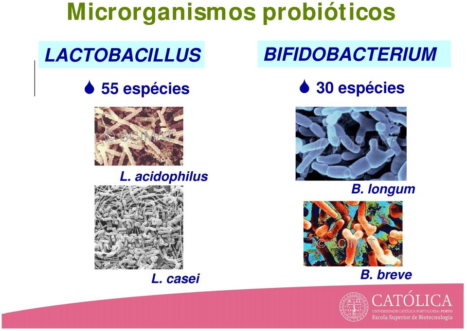 BIFIDOBACTERIUM 30 espécies L.