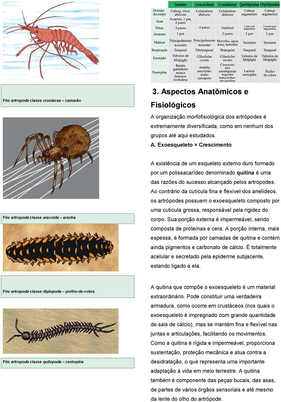 pelos artrópodes. Ao contrário da cutícula fina e flexível dos anelídeos, os artrópodes possuem o exoesqueleto composto por uma cutícula grossa, responsável pela rigidez do corpo.