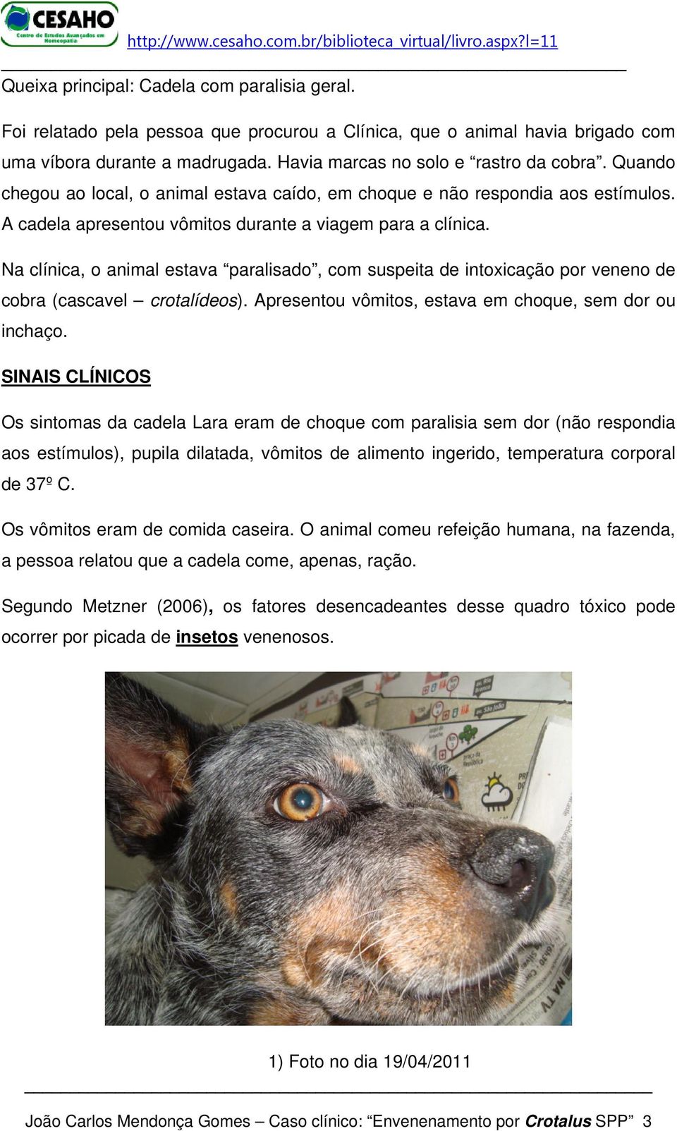 Na clínica, o animal estava paralisado, com suspeita de intoxicação por veneno de cobra (cascavel crotalídeos). Apresentou vômitos, estava em choque, sem dor ou inchaço.