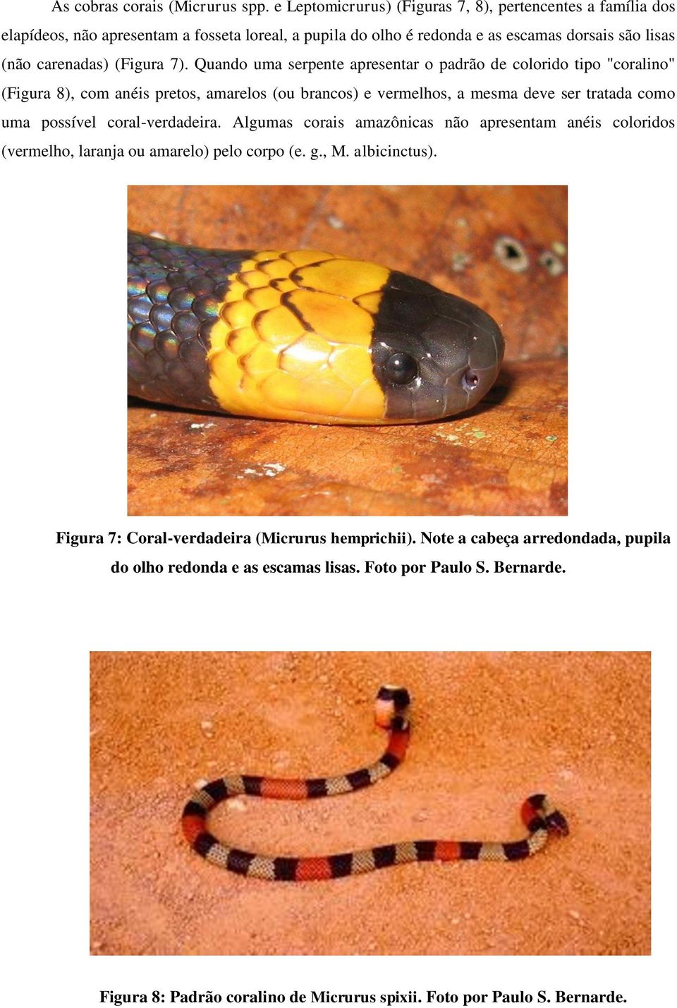 Quando uma serpente apresentar o padrão de colorido tipo "coralino" (Figura 8), com anéis pretos, amarelos (ou brancos) e vermelhos, a mesma deve ser tratada como uma possível