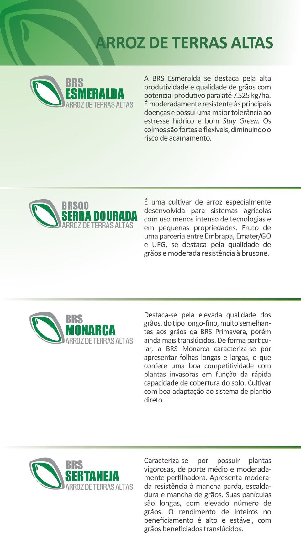 GO SERRA DOURADA É uma cultivar de arroz especialmente desenvolvida para sistemas agrícolas com uso menos intenso de tecnologias e em pequenas propriedades.