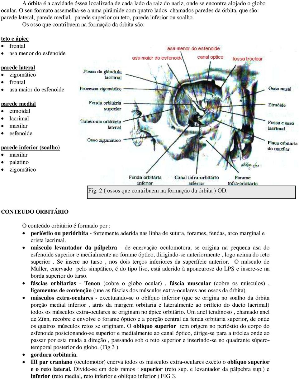 Os osso que contribuem na formação da órbita são: teto e ápice frontal asa menor do esfenoide parede lateral zigomático frontal asa maior do esfenoide parede medial etmoidal lacrimal maxilar