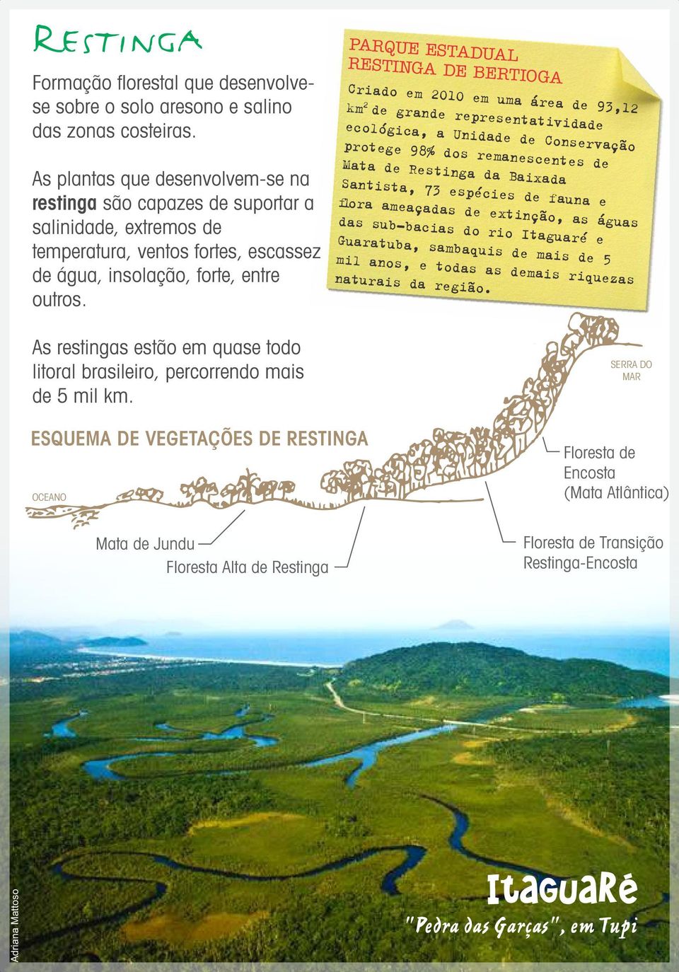 PARQUE ESTADUAL RESTINGA DE BERTIOGA Criado em 2010 em uma área de 93,12 2 km de grande representatividade ecológica, a Unidade de Conservação protege 98% dos remanescentes de Mata de Restinga da
