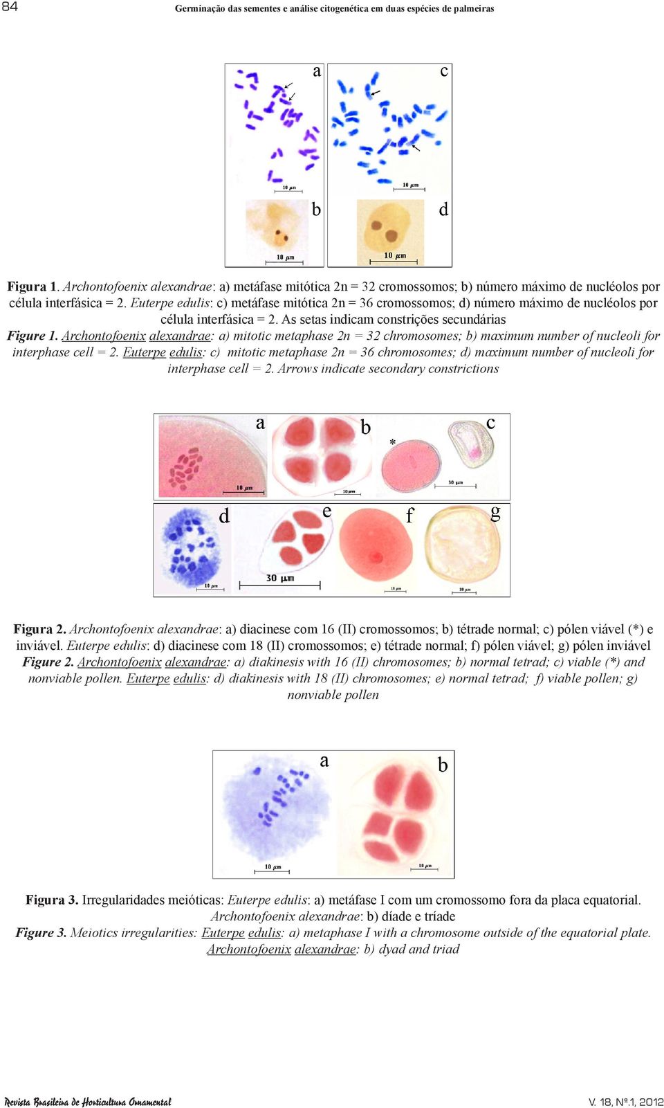 Euterpe edulis: c) metáfase mitótica 2n = 36 cromossomos; d) número máximo de nucléolos por célula interfásica = 2. As setas indicam constrições secundárias Figure 1.