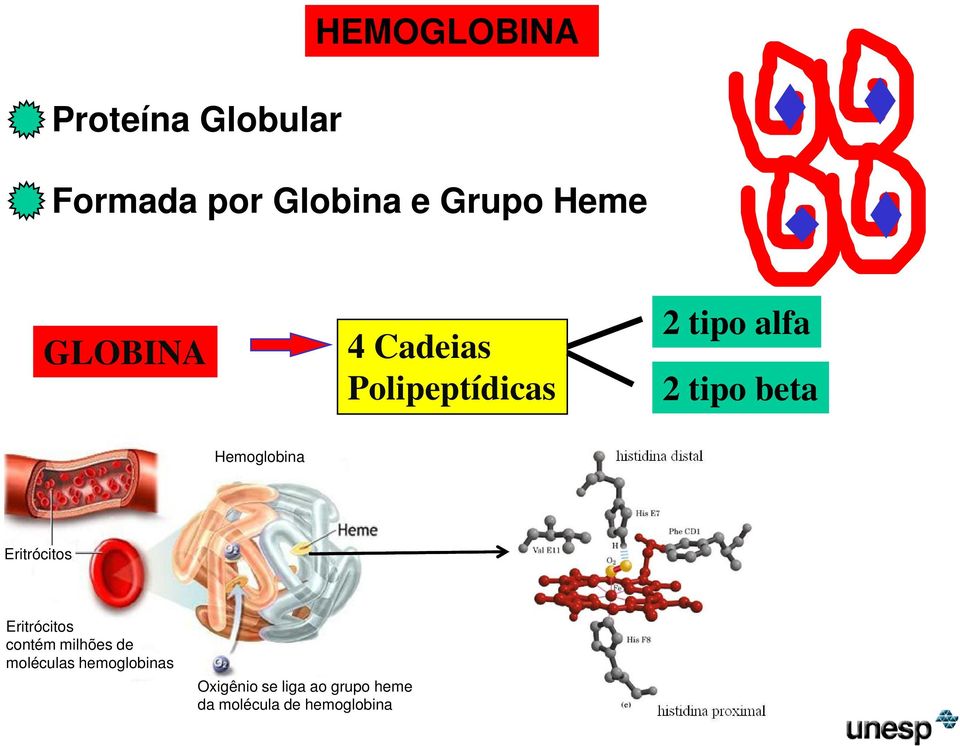 Hemoglobina Eritrócitos Eritrócitos contém milhões de moléculas