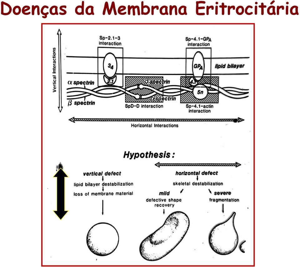 Membrana