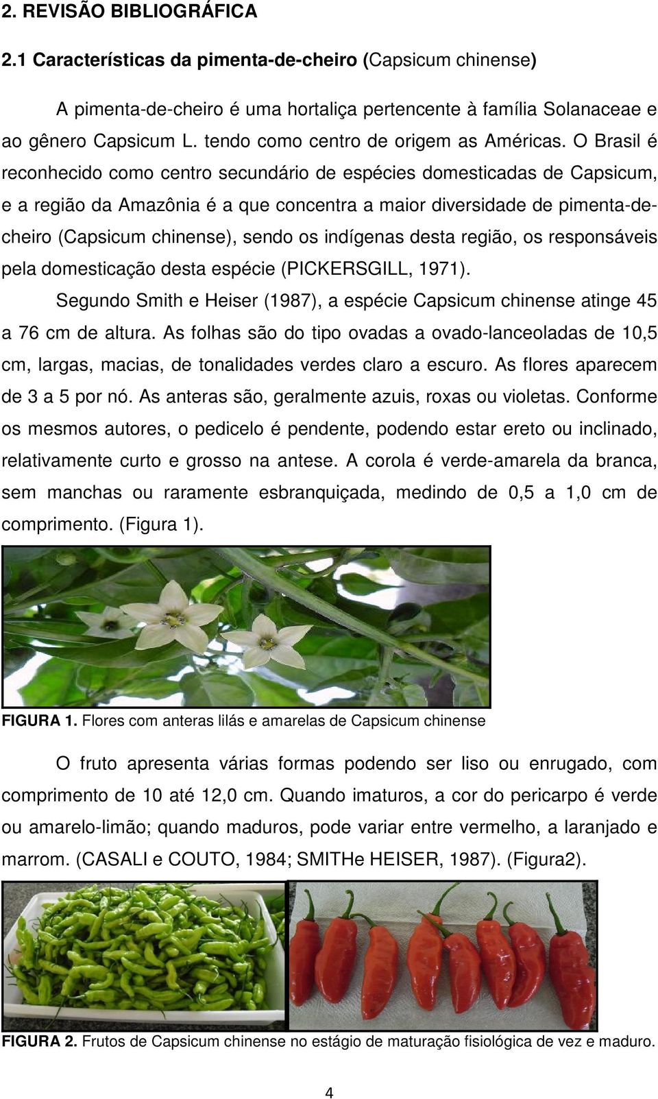 O Brasil é reconhecido como centro secundário de espécies domesticadas de Capsicum, e a região da Amazônia é a que concentra a maior diversidade de pimenta-decheiro (Capsicum chinense), sendo os