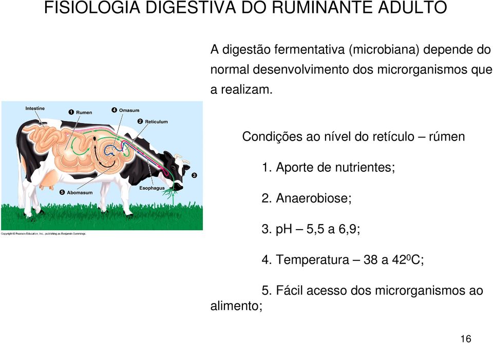 Condições ao nível do retículo rúmen 1. Aporte de nutrientes; 2. Anaerobiose; 3.