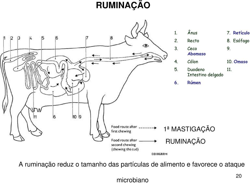 Intestino delgado 6.