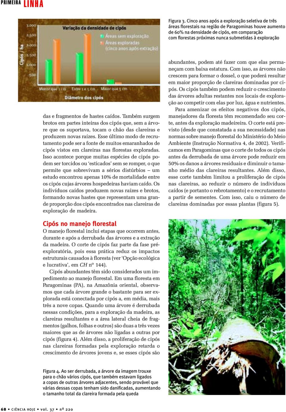 das e fragmentos de hastes caídos. Também surgem brotos em partes inteiras dos cipós que, sem a árvore que os suportava, tocam o chão das clareiras e produzem novas raízes.