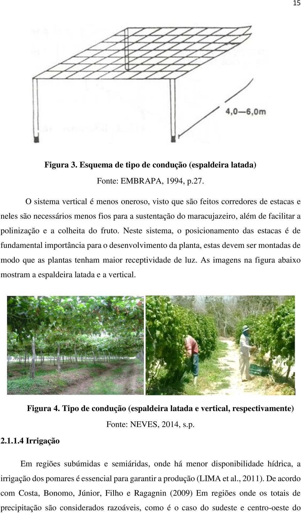 fruto. Neste sistema, o posicionamento das estacas é de fundamental importância para o desenvolvimento da planta, estas devem ser montadas de modo que as plantas tenham maior receptividade de luz.